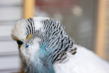 Blue and white budgerigar. Pets concept and domestic birds.の写真素材