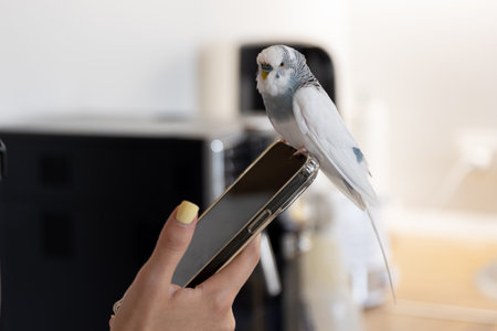 Blue and white budgerigar. Pets concept and domestic birds.の写真素材