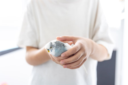 The girl is holding a blue-and-white wavy parrot in her hands, close-up.の写真素材