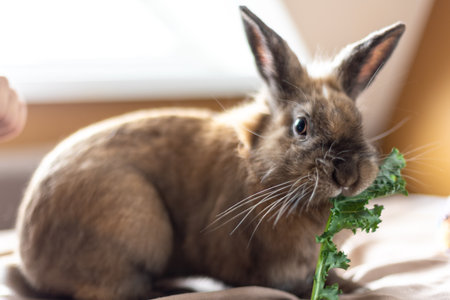 A domestic rabbit eats cabbage. Pet concept.の写真素材