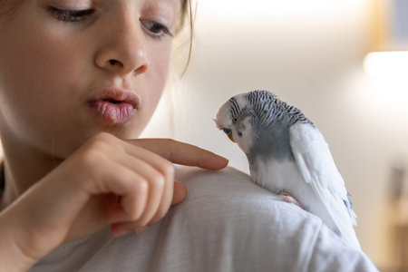 A beautiful little girl is playing with a white and blue budgie. Pets concept.の写真素材