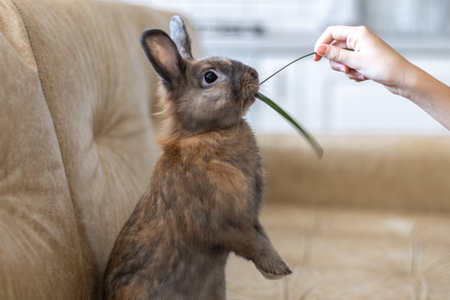 Red rabbit on the couch. Pet concept. Easter holidays.の写真素材