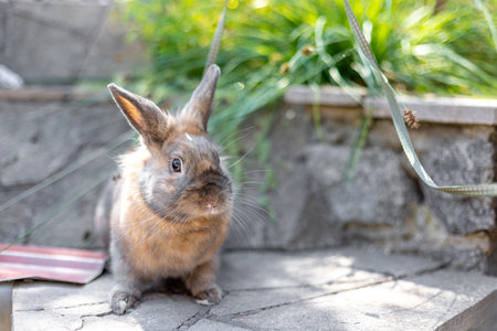A red-haired domestic rabbit walks down the street. Pets concept.の写真素材