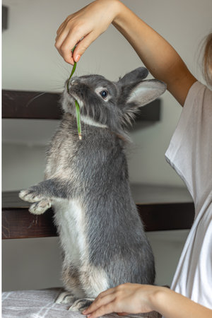 The girl holds a rabbit in her arms. Rabbit eats from hands.の写真素材
