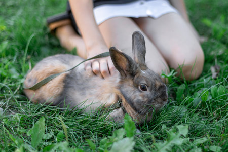 A red-haired domestic rabbit walks down the street. Pets concept.の写真素材