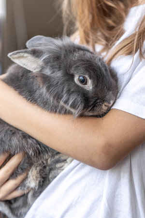 A girl with a rabbit. Gray rabbit in hands. Rabbit close-up.の写真素材