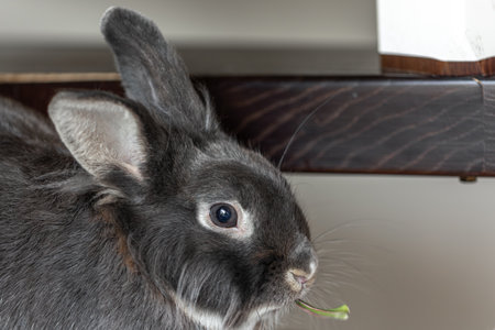 Gray rabbit on the couch. The rabbit is lying down. Rabbit close-up.の写真素材