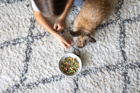 A pretty little girl is playing with a pet rabbit. Pets concept.の写真素材