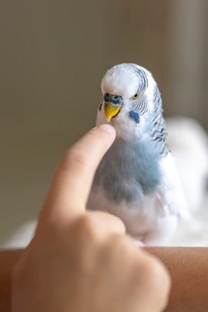Blue and white budgerigar. Pets concept and domestic birds.の写真素材