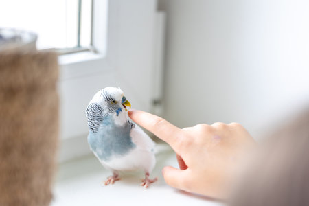 Blue and white budgerigar. Pets concept and domestic birds.の写真素材