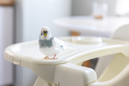 Blue and white budgerigar. Pets concept and domestic birds.の写真素材