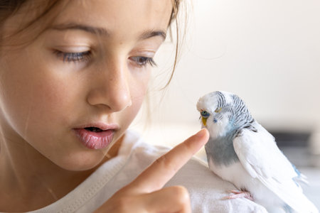 A beautiful little girl is playing with a white and blue budgie. Pets concept.の写真素材
