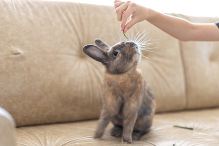 Red rabbit on the couch. Pet concept. Easter holidays.の写真素材