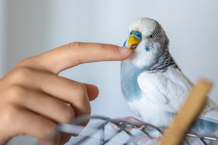Blue and white budgerigar. Pets concept and domestic birds.の写真素材