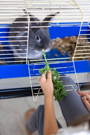 A domestic rabbit eats cabbage. Pet concept.の写真素材