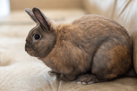 Red rabbit on the couch. Pet concept. Easter holidays.の写真素材