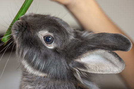 Rabbit eats from hands. Rabbit close-up.の写真素材