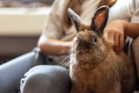 A pretty little girl is playing with a pet rabbit. Pets concept.の写真素材