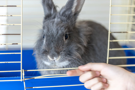 A rabbit lies in a cage. Rabbit in a cage. Gray rabbit close up.の写真素材