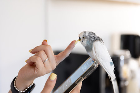 Blue and white budgerigar. Pets concept and domestic birds.の写真素材