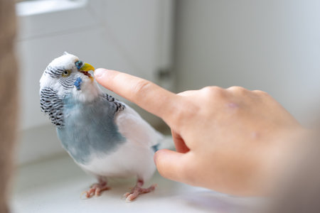 Blue and white budgerigar. Pets concept and domestic birds.の写真素材