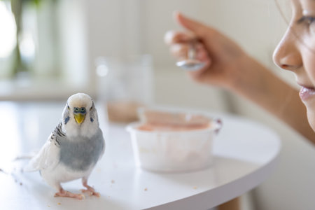 A little girl is playing with a white and blue budgie.