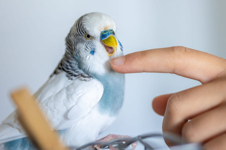 Blue and white budgerigar. Pets concept and domestic birds.