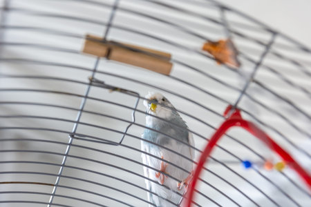 Blue and white budgie in a cage. Pets concept.