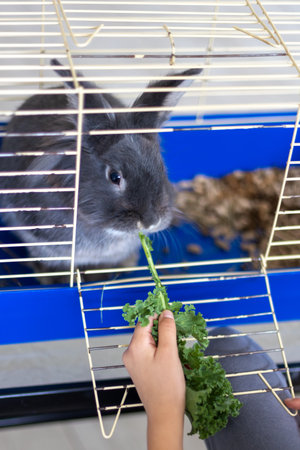 A domestic rabbit eats cabbage. Pet concept.の写真素材