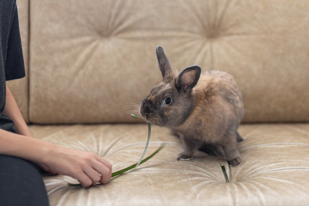 A girl is feeding a pet rabbit on the sofa. Pet concept.の写真素材