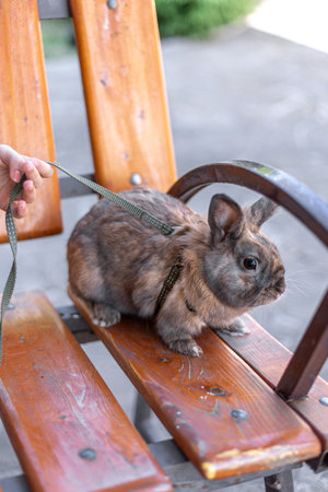 A red-haired domestic rabbit walks down the street. Pets concept.の写真素材