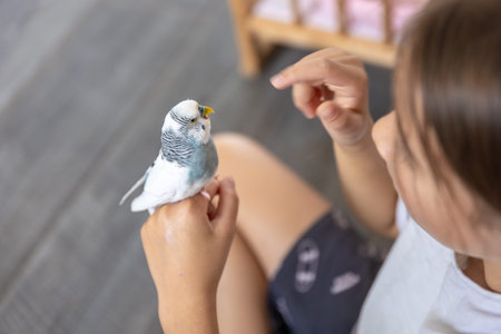 A beautiful little girl is playing with a white and blue budgie. Pets concept.