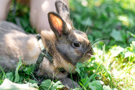 A red-haired domestic rabbit walks down the street. Pets concept.の写真素材