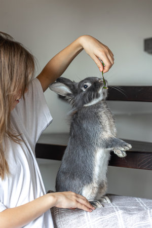 The girl holds a rabbit in her arms. Rabbit eats from hands.の写真素材