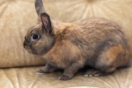 Red rabbit on the couch. Pet concept. Easter holidays.の写真素材