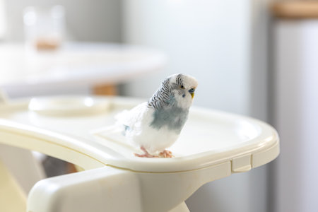 Blue and white budgerigar. Pets concept and domestic birds.の写真素材