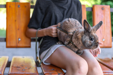 A red-haired domestic rabbit walks down the street. Pets concept.の写真素材