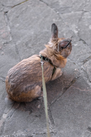 A red-haired domestic rabbit walks down the street. Pets concept.の写真素材