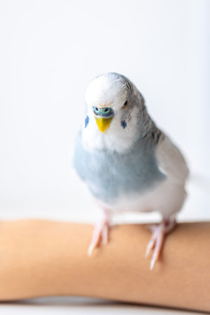 Blue and white budgerigar. Pets concept and domestic birds.の写真素材