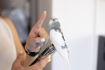 Blue and white budgerigar. Pets concept and domestic birds.の写真素材