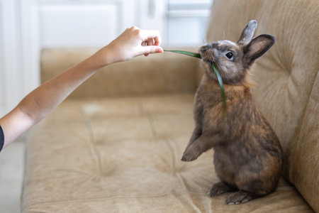 Red rabbit on the couch. Pet concept. Easter holidays.の写真素材