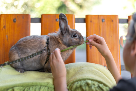 A red-haired domestic rabbit walks down the street. Pets concept.の写真素材