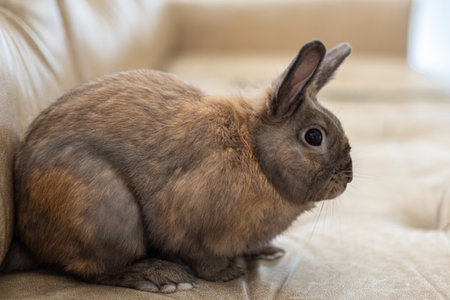 Red rabbit on the couch. Pet concept. Easter holidays.の写真素材