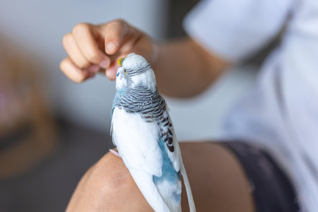 Blue and white budgerigar. Pets concept and domestic birds.の写真素材