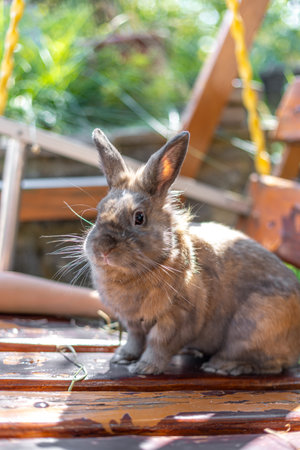 A red-haired domestic rabbit walks down the street. Pets concept.の写真素材