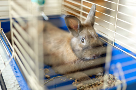 A rabbit lies in a cage. A girl with a rabbit. Brown rabbit close up.の写真素材