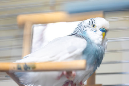 Blue and white budgerigar. Pets concept and domestic birds.の写真素材