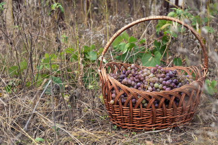Grapes in a basket. The harvest of grapes.の写真素材