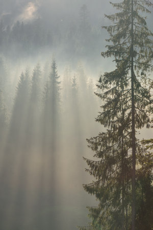 Solo spruce in morning haze. Rays and calm.の写真素材