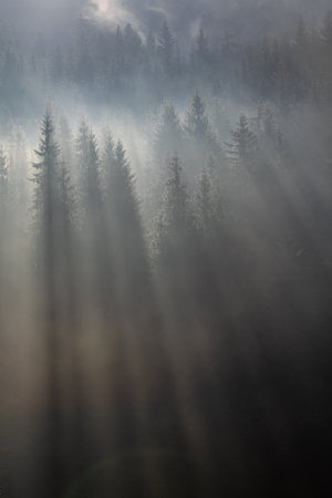 Slow morning in a misty forest. Quiet sunbeams.の写真素材